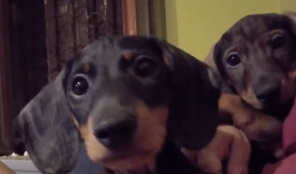 Cuccioli bassotto 