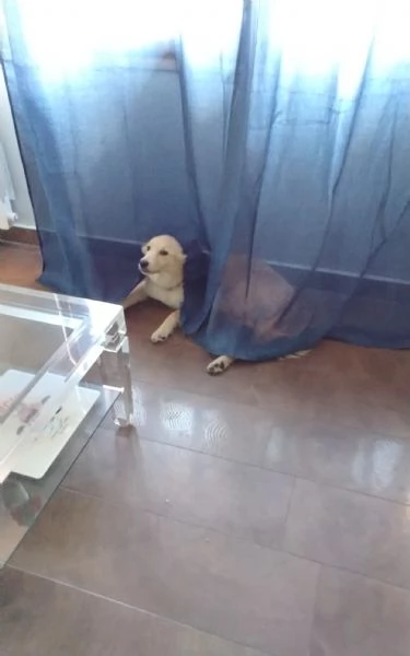 Cane 