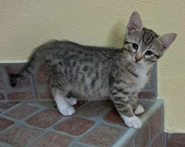 Tess e Flora sorelline in cerca di casa | Foto 1