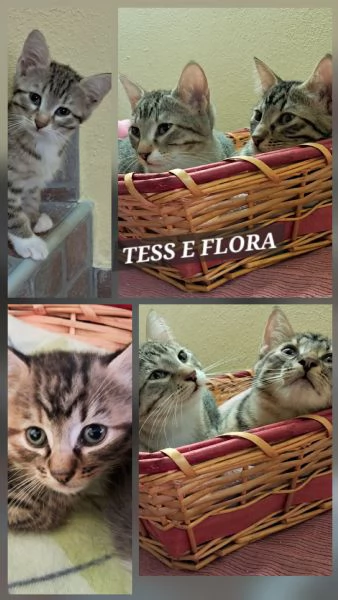 Tess e Flora sorelline in cerca di casa