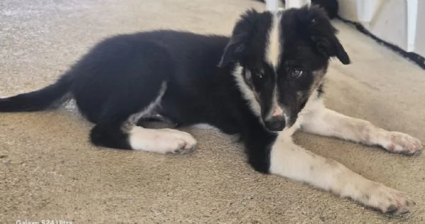 3 Cuccioli Border Collie Maschi con Pedigree