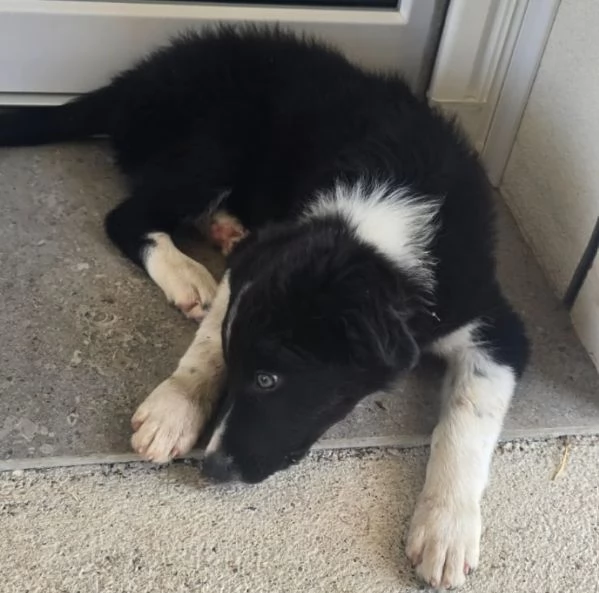 3 Cuccioli Border Collie Maschi con Pedigree | Foto 6