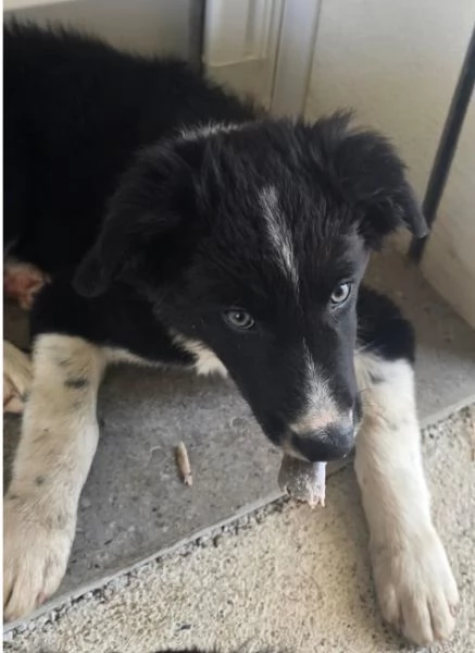 3 Cuccioli Border Collie Maschi con Pedigree | Foto 5