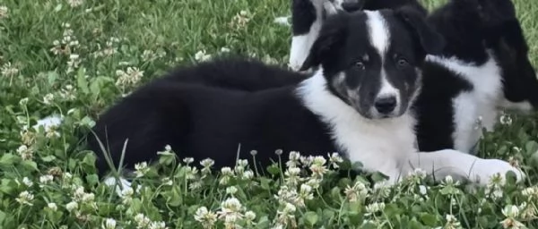 3 Cuccioli Border Collie Maschi con Pedigree | Foto 4