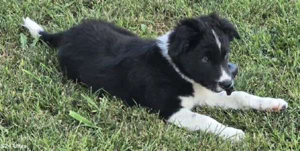 3 Cuccioli Border Collie Maschi con Pedigree | Foto 3