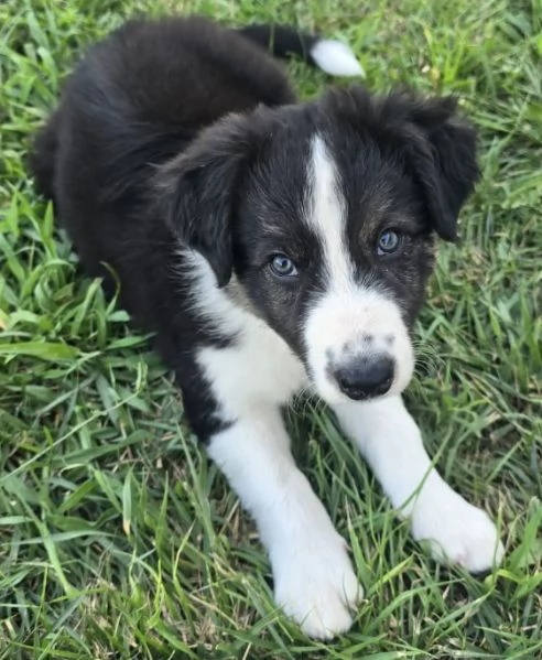 3 Cuccioli Border Collie Maschi con Pedigree | Foto 2