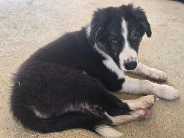 3 Cuccioli Border Collie Maschi con Pedigree | Foto 1