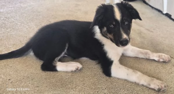 3 Cuccioli Border Collie Maschi con Pedigree | Foto 0
