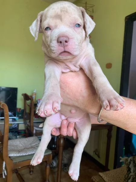 American Bully XL con, pedigree