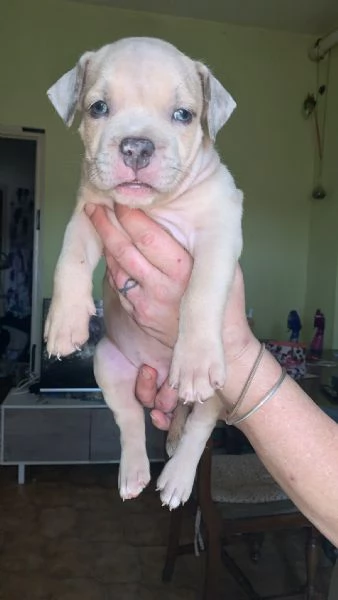 American Bully XL con, pedigree | Foto 3