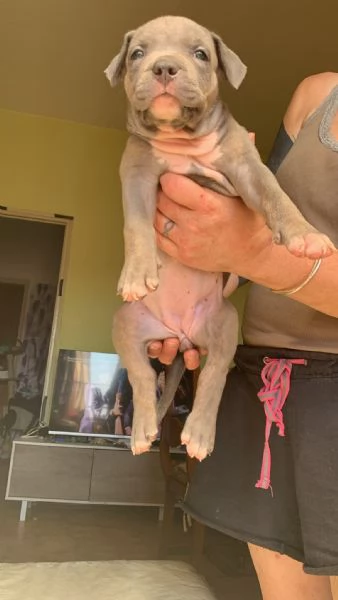 American Bully XL con, pedigree | Foto 2