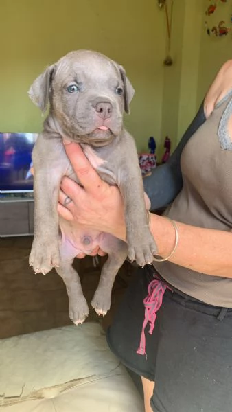 American Bully XL con, pedigree | Foto 1