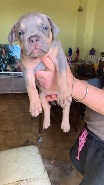 American Bully XL con, pedigree | Foto 0