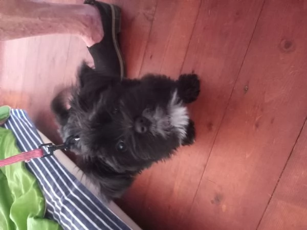 Bellissima Shih Tzu 