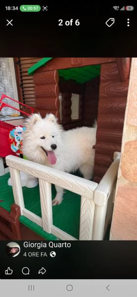 Cucciola di samoiedo 