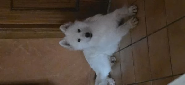 Cucciola di samoiedo  | Foto 2
