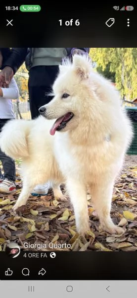 Cucciola di samoiedo  | Foto 1