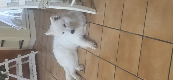 Cucciola di samoiedo  | Foto 0