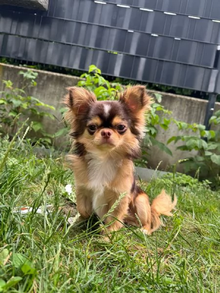  Bellissimo maschio Chihuahua mini per accoppiamento