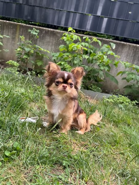  Bellissimo maschio Chihuahua mini per accoppiamento | Foto 1