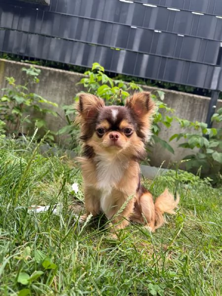  Bellissimo maschio Chihuahua mini per accoppiamento | Foto 0