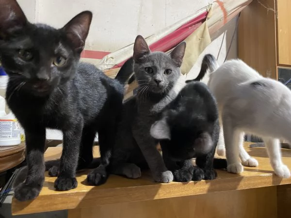 Gattini meravigliosi  | Foto 4