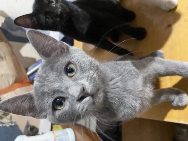 Gattini meravigliosi  | Foto 0