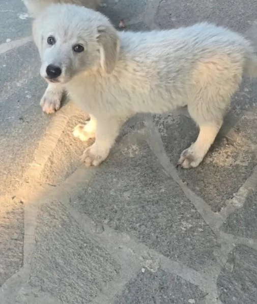 Regalo cuccioli di maremmano maschio