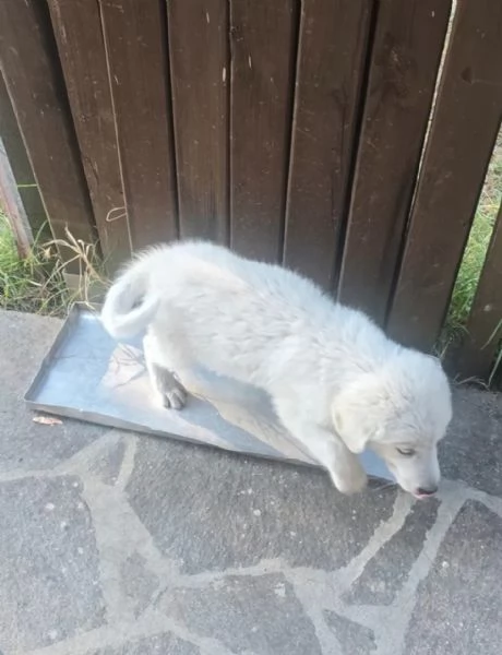 Regalo cuccioli di maremmano maschio | Foto 1