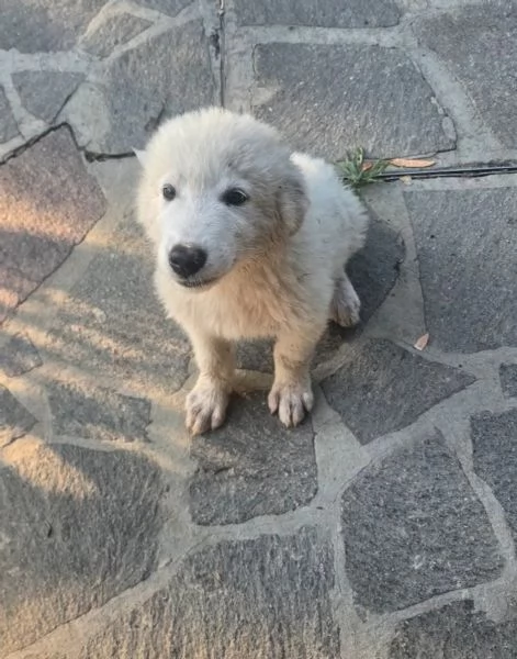 Regalo cuccioli di maremmano maschio | Foto 0