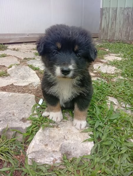 Regalo cuccioli di cane