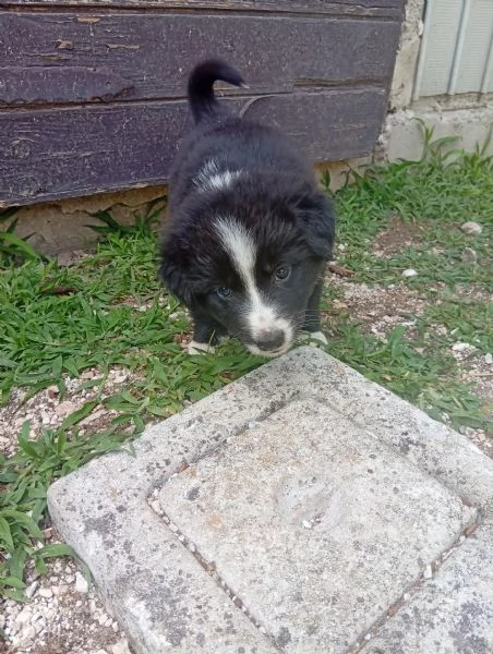Regalo cuccioli di cane | Foto 5