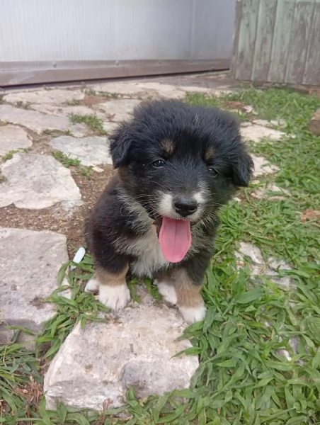 Regalo cuccioli di cane | Foto 4