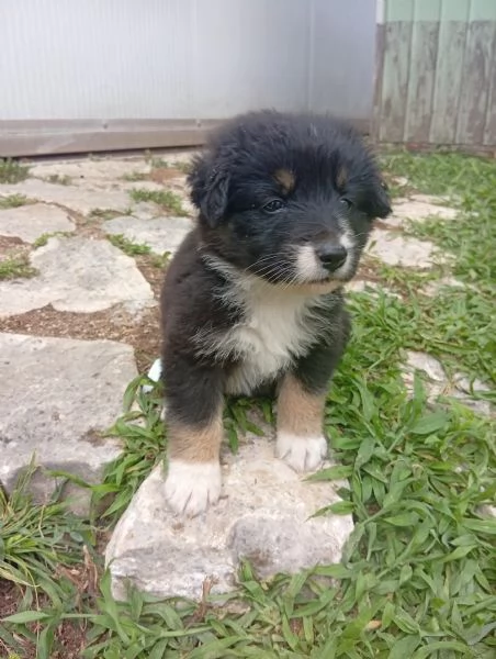 Regalo cuccioli di cane | Foto 3