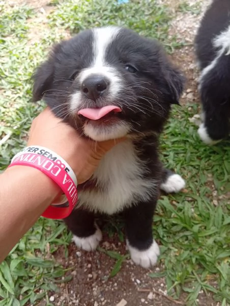 Regalo cuccioli di cane | Foto 2