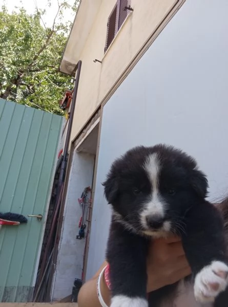 Regalo cuccioli di cane | Foto 1