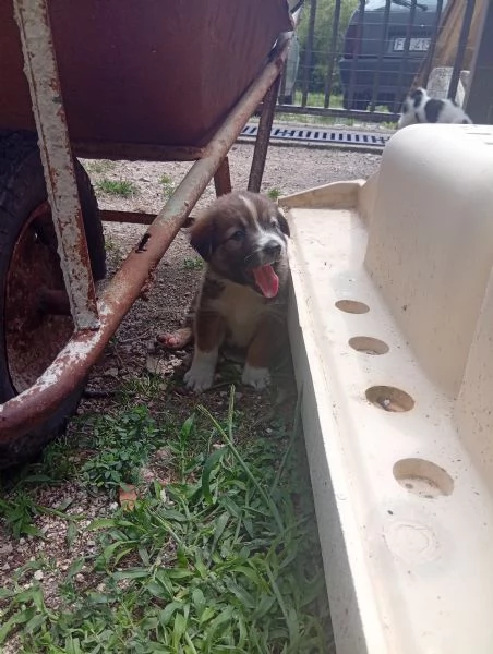 Regalo cuccioli di cane | Foto 0
