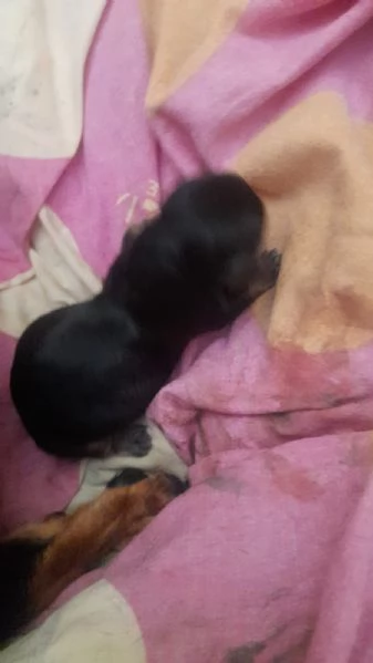 Bassotto maschio nero focato | Foto 4