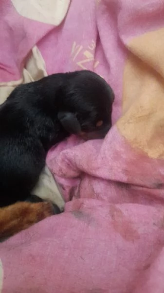Bassotto maschio nero focato | Foto 3