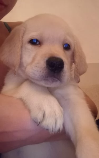 Cuccioli Labrador Retriever  | Foto 3