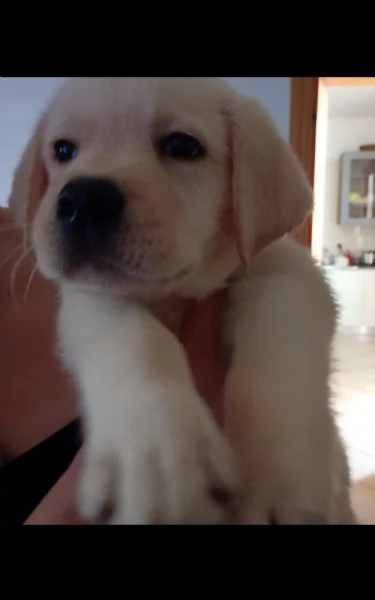 Cuccioli Labrador Retriever  | Foto 1