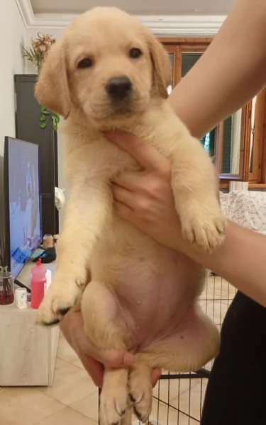 Cuccioli Labrador Retriever  | Foto 0