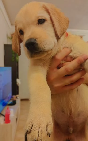 Cuccioli Labrador Retriever 