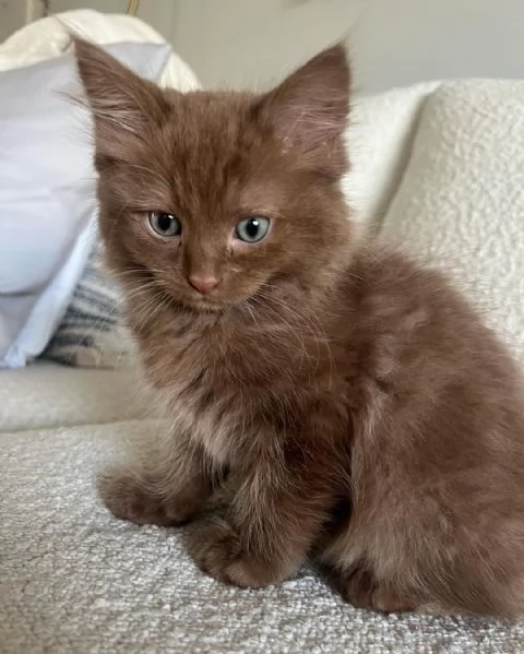 Cuccioli di Ragdoll di 11 settimane in adozione. | Foto 0