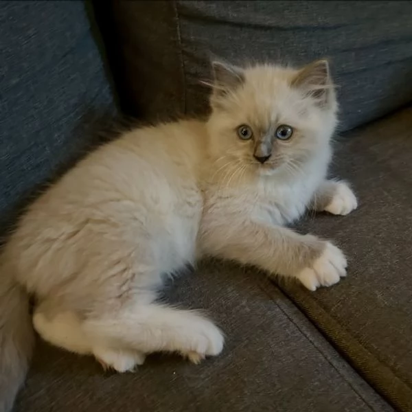 Cuccioli di Ragdoll di 11 settimane in adozione.