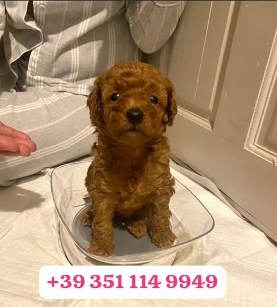 Regalo cuccioli di barboncino