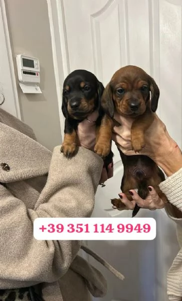 Regalo cuccioli di Bassotto