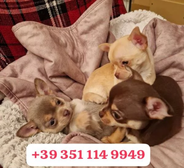 Regalo cuccioli di Chihuahua | Foto 1