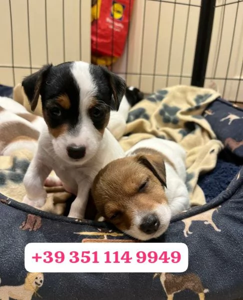 Regalo cuccioli di Jack Russel