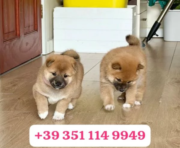 Regalo cuccioli di Shiba Inu